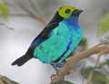 _MG_0969 paradise tanager.jpg