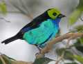_MG_0972 paradise tanager.jpg