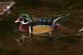 _MG_0974 male wood duck.jpg