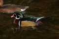 _MG_0975 male wood duck.jpg