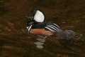 _MG_0976 male hooded merganser.jpg