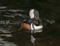 _MG_0985 male gooded merganser.jpg