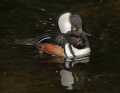 _MG_0986 male hooded merganser.jpg