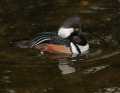 _MG_0987 male wood duck.jpg