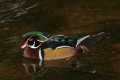 _MG_0993 male wood duck.jpg