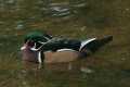 _MG_0994 male wood duck.jpg
