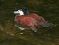 _MG_0996 american ruddy duck.jpg