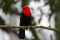 _MG_1000 scarlet-headed blackbird.jpg