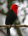 _MG_1002 scarlet-headed blackbird.jpg