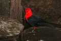 _MG_1006 scarlet-headed blackbird.jpg