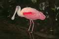 _MG_1009 roseate spoonbill.jpg