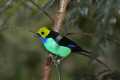 _MG_1016 male paradise tanager.jpg