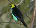 _MG_1019 male paradise tanager.jpg