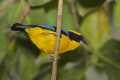 _MG_1044 Blue-winged Mountain Tanager.jpg
