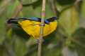 _MG_1045 Blue-winged Mountain Tanager.jpg