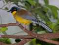 _MG_1060 yellow-bellied laughing thrush.jpg