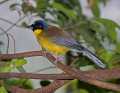 _MG_1061 yellow-bellied laughing thrush.jpg