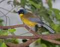 _MG_1062 yellow-bellied laughing thrush.jpg