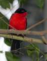 _MG_1067 black-headed gonolek.jpg