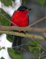 _MG_1068 black-headed gonolek.jpg
