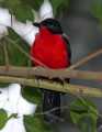 _MG_1069 black-headed gonolek.jpg
