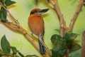 _MG_1072 Micronesian Kingfisher.jpg