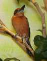 _MG_1074 Micronesian Kingfisher.jpg