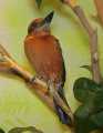 _MG_1075 Micronesian Kingfisher.jpg