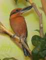 _MG_1076 Micronesian Kingfisher.jpg