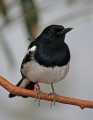_MG_1088 oriental magpie robin or dyhal thrush.jpg