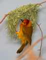 _MG_1110 Taveta Golden Weaver.jpg
