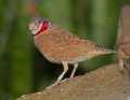 _MG_1129 cut-throat finch.jpg
