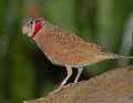 _MG_1130 cut-throat finch.jpg