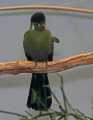 _MG_1140 white-cheeked turaco.jpg