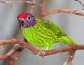 _MG_1148 goldie's lorikeet.jpg