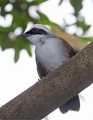 _MG_1169 White-crested Laughing Thrush.jpg