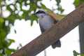 _MG_1170 White-crested Laughing Thrush.jpg