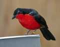 _MG_1174 Black-headed Gonolek  (Laniarius erythrogaster).jpg