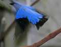 _MG_1176 mae fairy bluebird.jpg