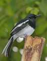 _MG_1181 oriental magpie robin of dyhal thrush.jpg
