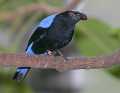_MG_1188 male fairy bluebird.jpg