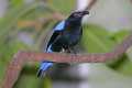 _MG_1189 male fairy bluebird.jpg