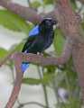 _MG_1192 male fairy bluebird.jpg
