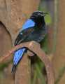 _MG_1206 mlae fairy bluebird.jpg