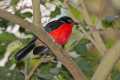 _MG_1213 Black-headed Gonolek  (Laniarius erythrogaster).jpg