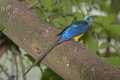 _MG_1223 Golden-breasted Starling.jpg