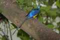 _MG_1231 Golden-breasted Starling.jpg