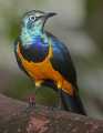 _MG_1236 Golden-breasted Starling.jpg