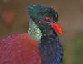 _MG_1237 green-naped pheasant pigeon.jpg