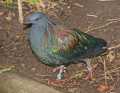 _MG_1238  Nicobar Pigeon (Caloenas nicobarica).jpg